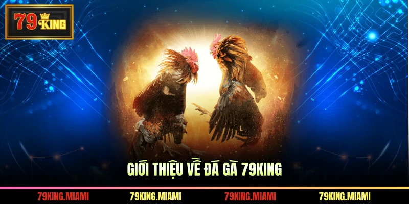 Giới thiệu về đá gà 79KING