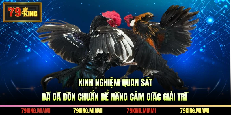 Kinh nghiệm quan sát đá gà đòn chuẩn để nâng cảm giác giải trí
